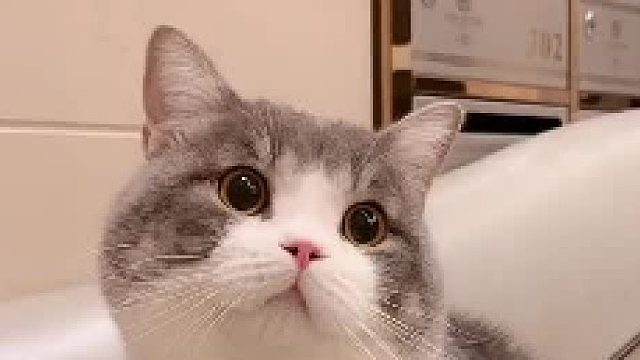 土豆肯定是吃可爱多长大的，这大眼珠子也太可爱了吧