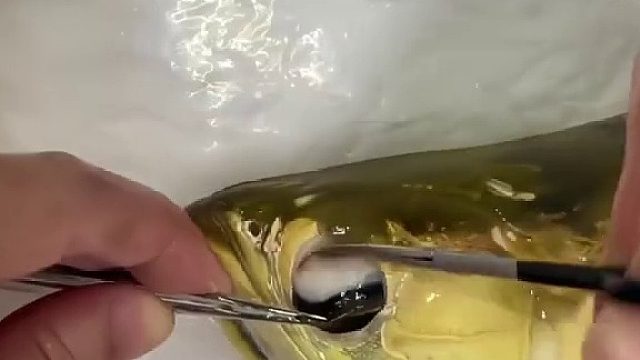 龙鱼掉眼，一看就会一动就废，仅供参考，请勿模仿