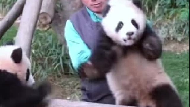 两个宝贝打起架来像舞狮子