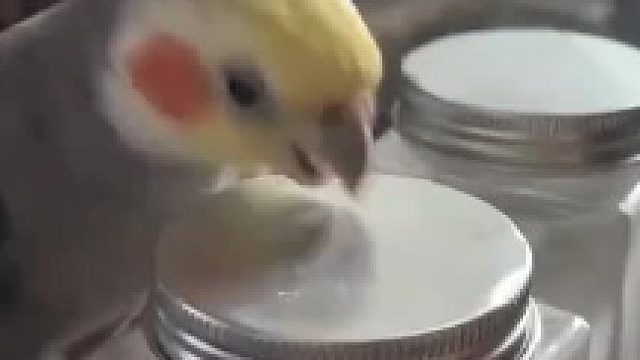 还不明显吗 要你开盖子，你却在这里学我敲敲敲