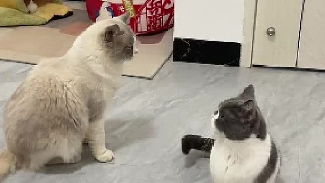 当绝育的公猫碰上发情的母猫，内心戏有多丰富