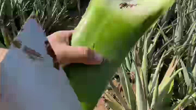 带泥的铲子真的不能忍