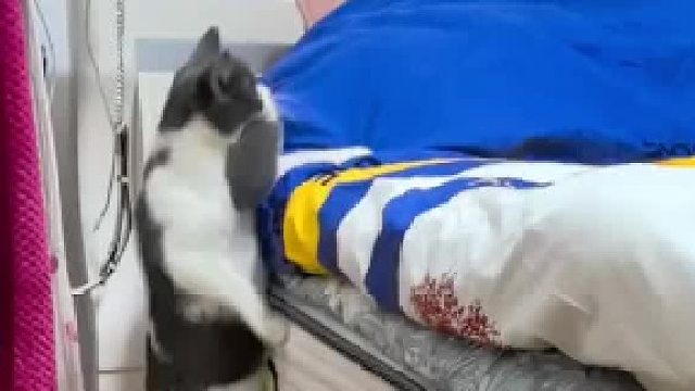 这小猫谁养谁不迷糊啊