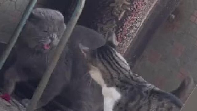 猫咪打架有多凶？二狗子这一大比兜打的是真的响