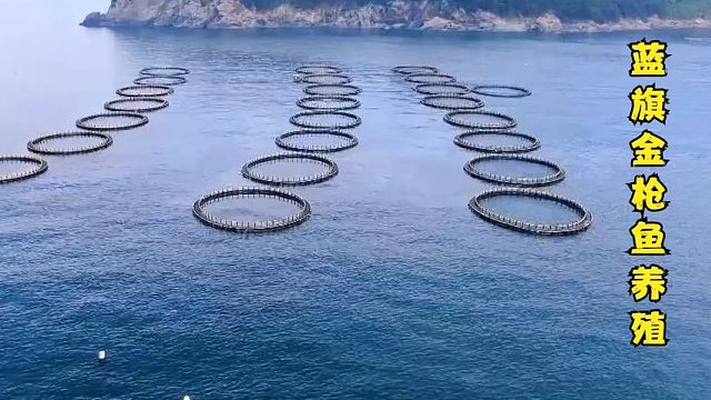 户外捕鱼：渔民在大海中央养殖3000条蓝旗金枪鱼，花销太大了