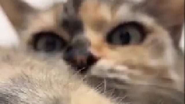 表情逐渐生气，还挨了一爪子