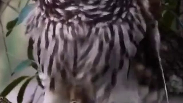 看样子这只猫头鹰心情不错……