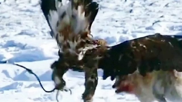 老鹰捉狐狸的精彩镜头……