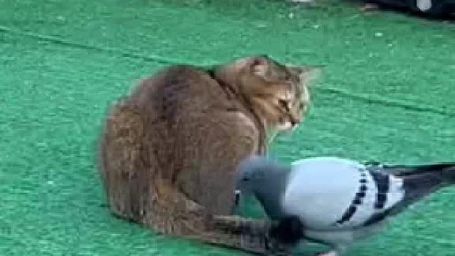 猫知道这是自己家里的，随便跟鸽子玩一下