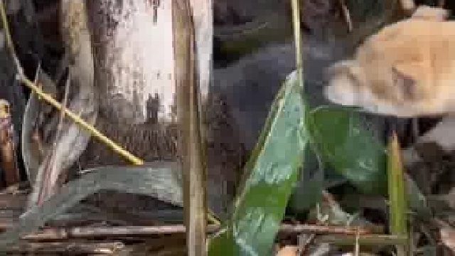 不要忽视了小黄的战斗力