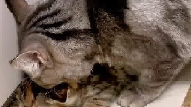 小猫咬了主人被猫妈妈狠狠的教训