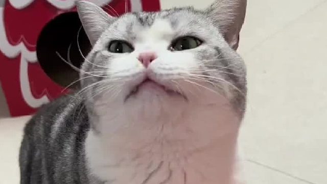 小黑黑，终究是我承担了所