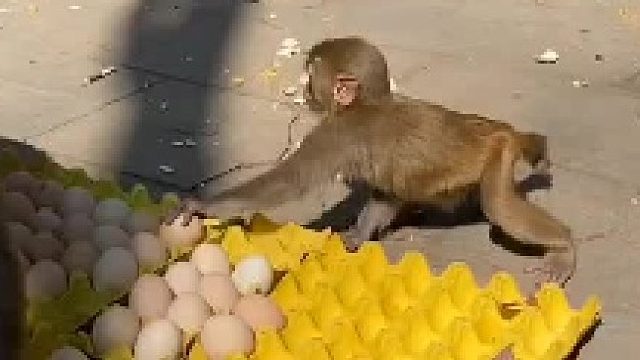 好有素质的一只猴子，蛋掉了，他怎么不再回去拿一个呢。说明老实人是要饿肚子的 猴子