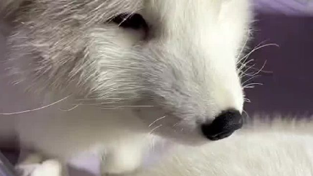 软软呼呼 白白胖胖的小狐狸