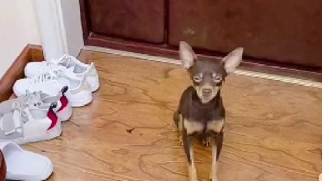 家里有了这条拦路狗出门太难了，我下次用什么方法吓唬他呢