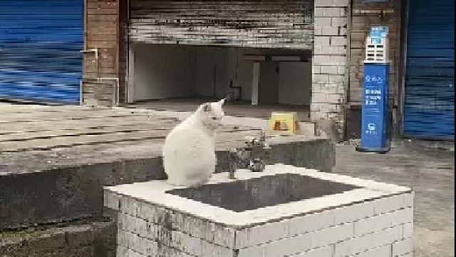 小猫冬天不是不需要喝水，它们只是找不到水喝