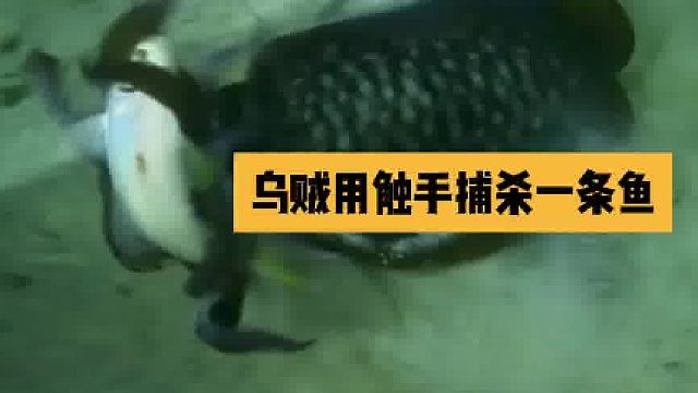 乌贼用触手捕杀一条鱼