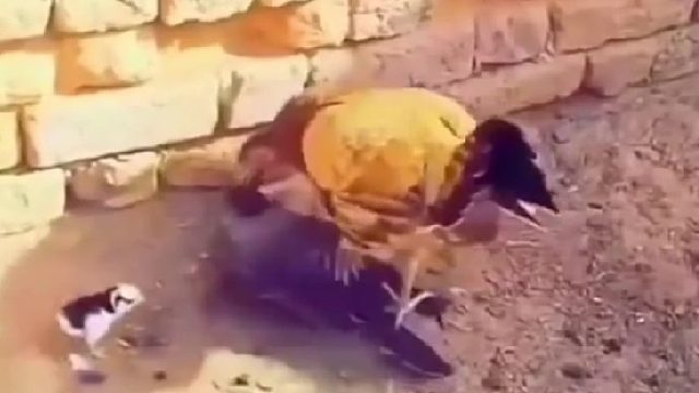 乌鸦被母鸡暴揍