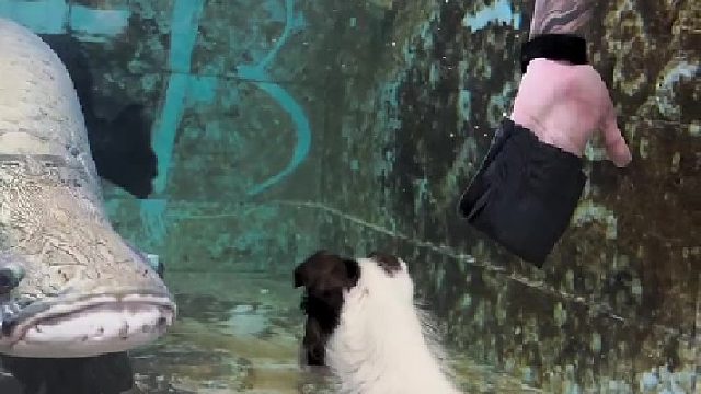 省流：帅！巨骨舌鱼