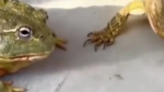 真是凭本事饿死，然后自己还不服气……