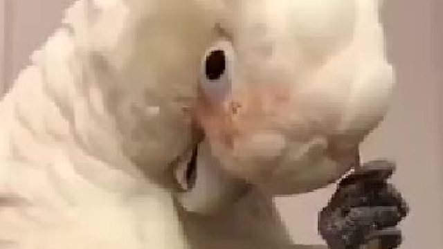 鹦鹉：等会...耳朵有点痒