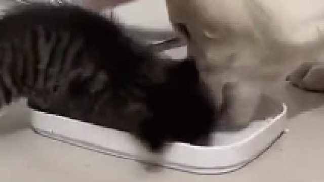 小猫：要不你把我也吃了吧