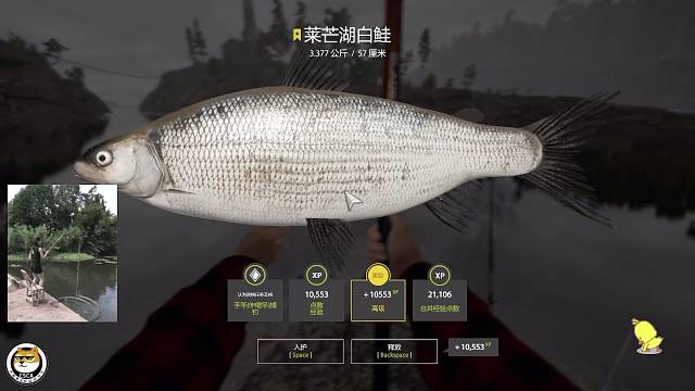 ㊗️：莱芒湖白鲑。