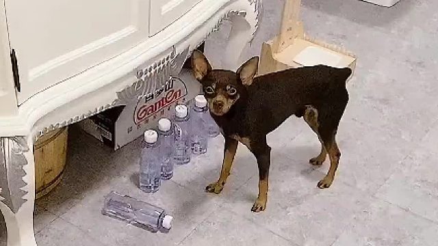 狗子长大了知道叛逆了