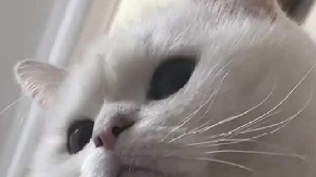 谁家小猫咪能那么操心啊