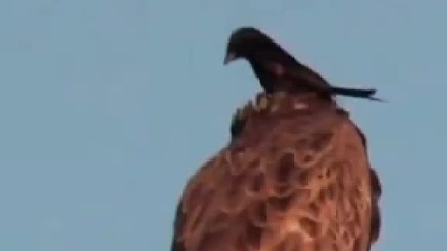 栖息在棕色蛇雕上的卷尾鸟