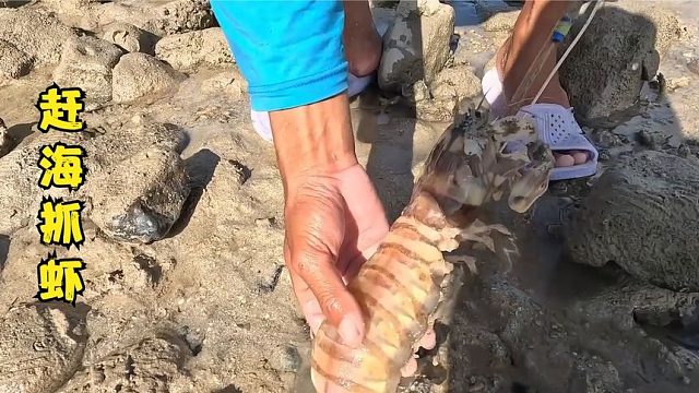 荒野赶海：渔民在退潮的海滩上抓捕极品斑马皮皮虾！