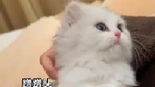 你们e猫都这么社牛的吗？