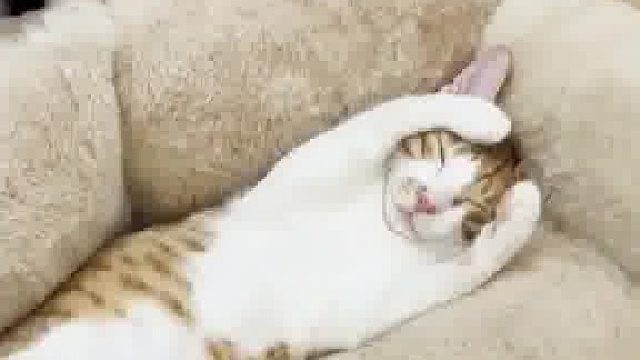 猫猫： 铲屎的！！你什么意思？!！铲屎的是聋了吗？明天我就把电视拆了