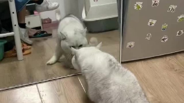 当猫咪第一次从镜子里看见自己