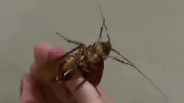 看得我鸡皮疙瘩都起来了，竟然有不害怕蟑螂的女孩子？