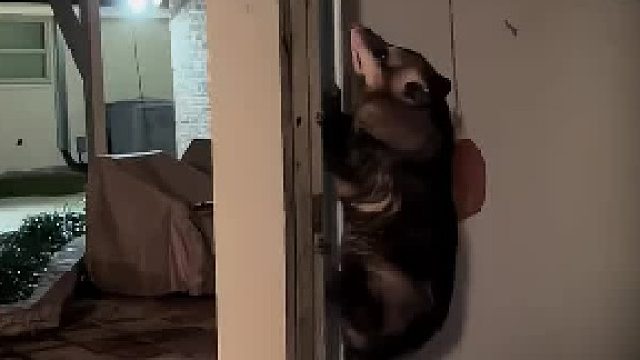 当这么大的老鼠看见猫时