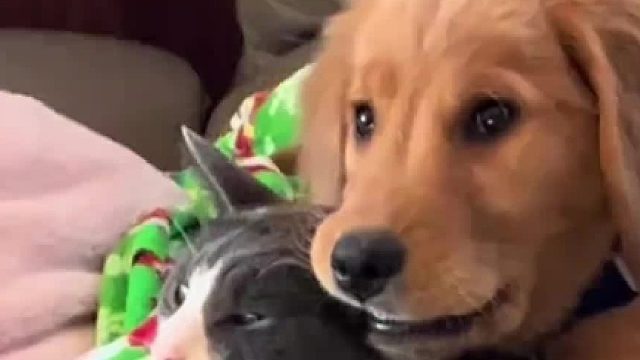 狗：这玩意怎么越来越香  纳闷了