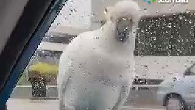 澳洲妹子给车窗外的鹦鹉喂吃的，一抬头才发现不简单