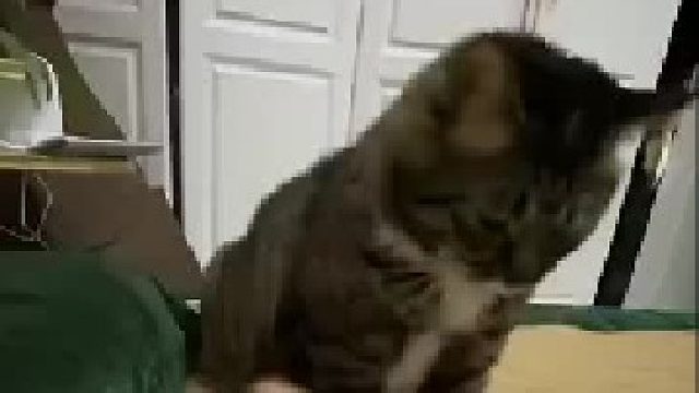 猫星人：就知道让握手，不奖励小鱼干吗？生气了！