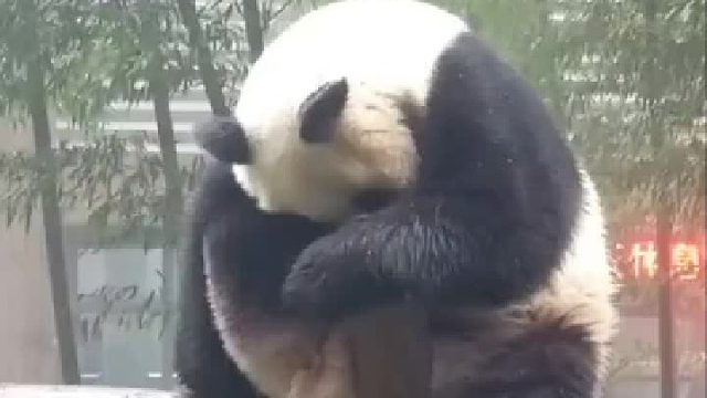 一只好像心事重重的滚滚，好想抱抱啊