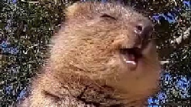 吃播界的新星，一片枯叶都能吃出薯片的噶蹦脆感！