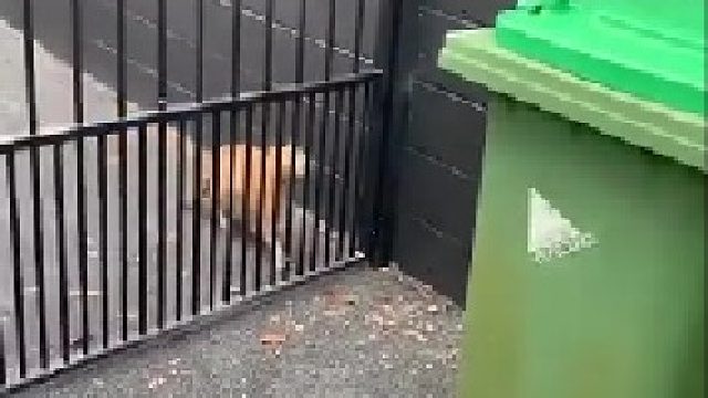 废铁猫和王者猫的区别