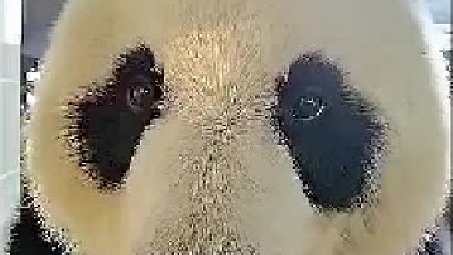 看了两遍，不为别的只为听声音。_