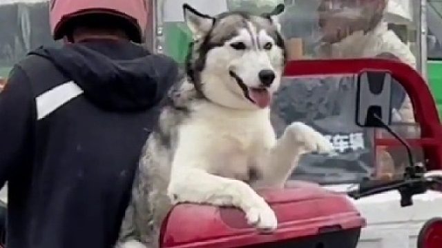 狗：你知道的，我自带撩妹功能