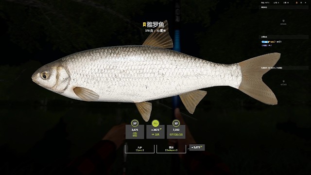 雅罗鱼  挺大的