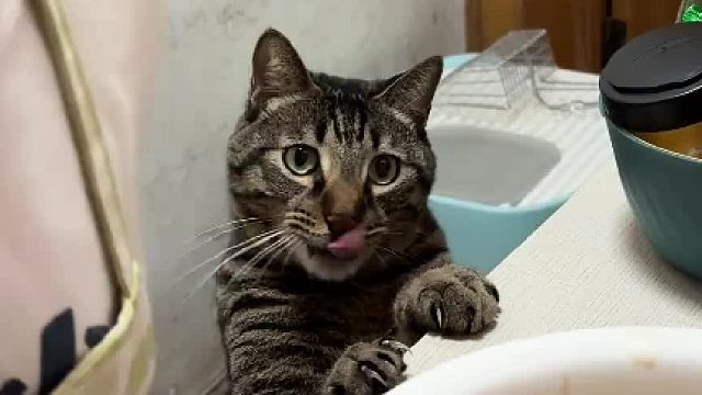 它明明什么都没说……但是我脑海里已经有声音了