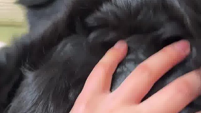 又发现了一个开关，屁股上有猪叫气囊