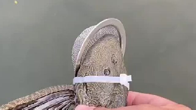 这样处理清道夫怎么样？