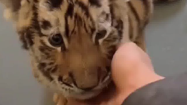 老虎：没事，小时候你觉得我可爱，长大了，我觉得你可爱