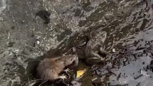 这只老鼠真好，居然阻止一只有轻生念头的青蛙